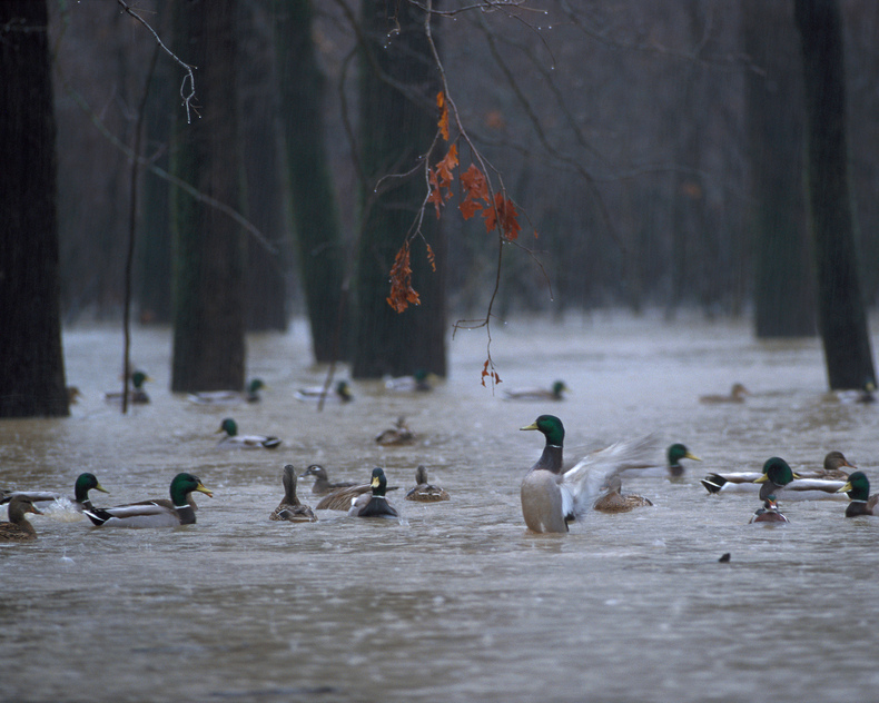 $2.1M Federal Grant Helps Funds Major Wetland Restoration in Mississippi Alluvial Valley